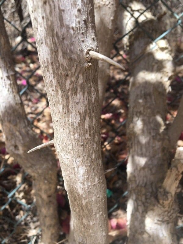 Bugenvilea 22
