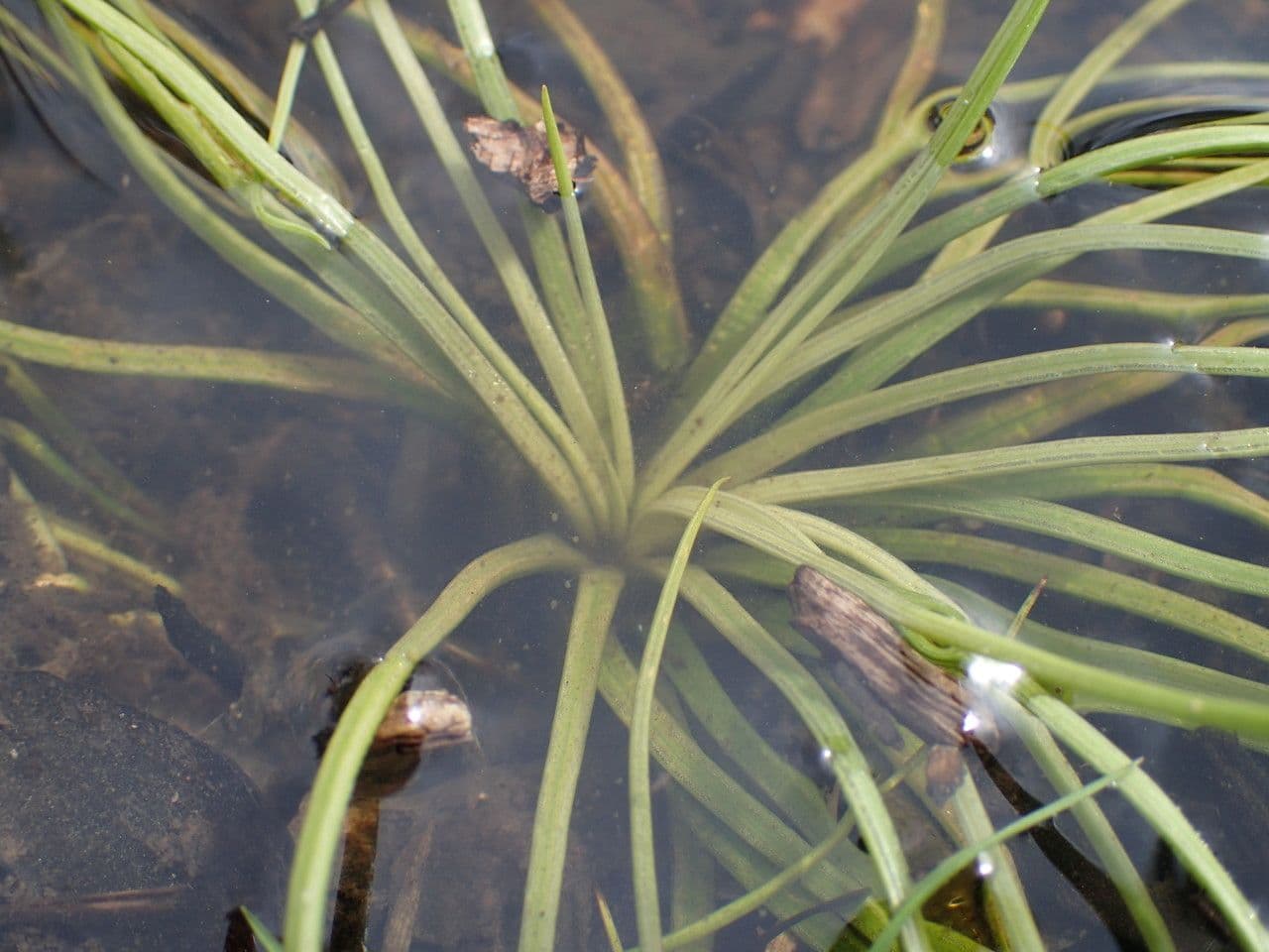 Isoetes setacea 12