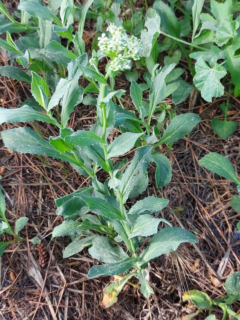 Draba 29