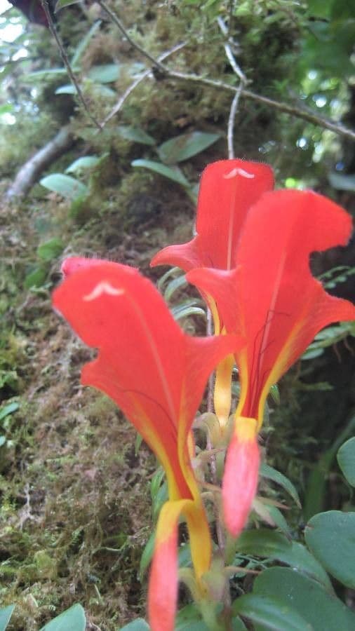 Columnea 3