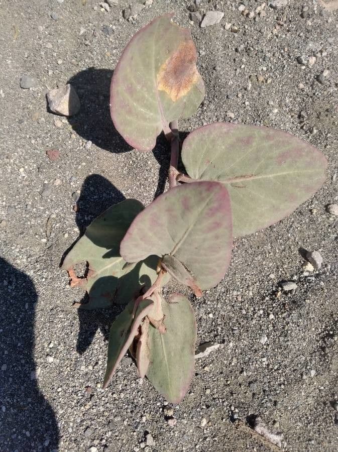 Asclepias 16