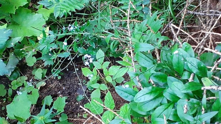 Myosotis décombant 18