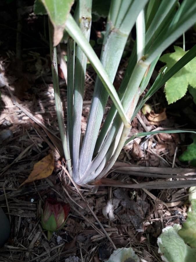 Citronella 19