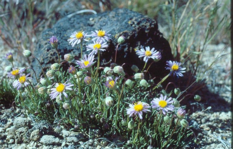 Erigeron 11