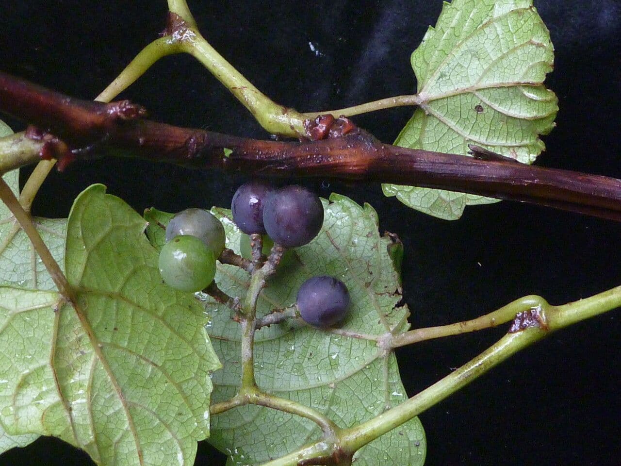 Vitis" 4