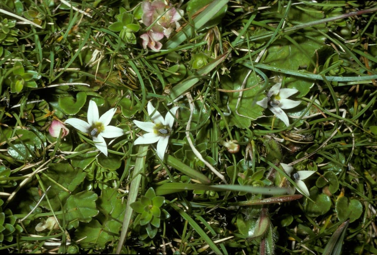 Lobelia 5