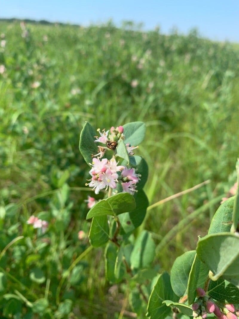 Symphoricarpos occidentalis 8