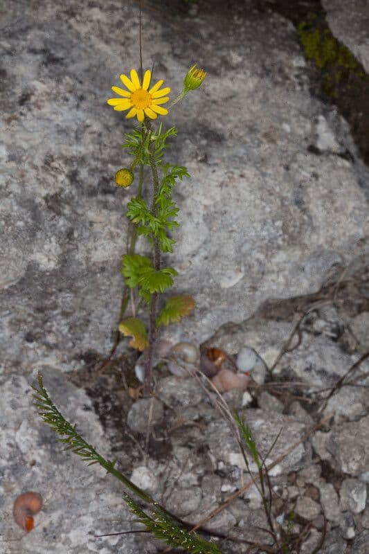 Jacobaea 8