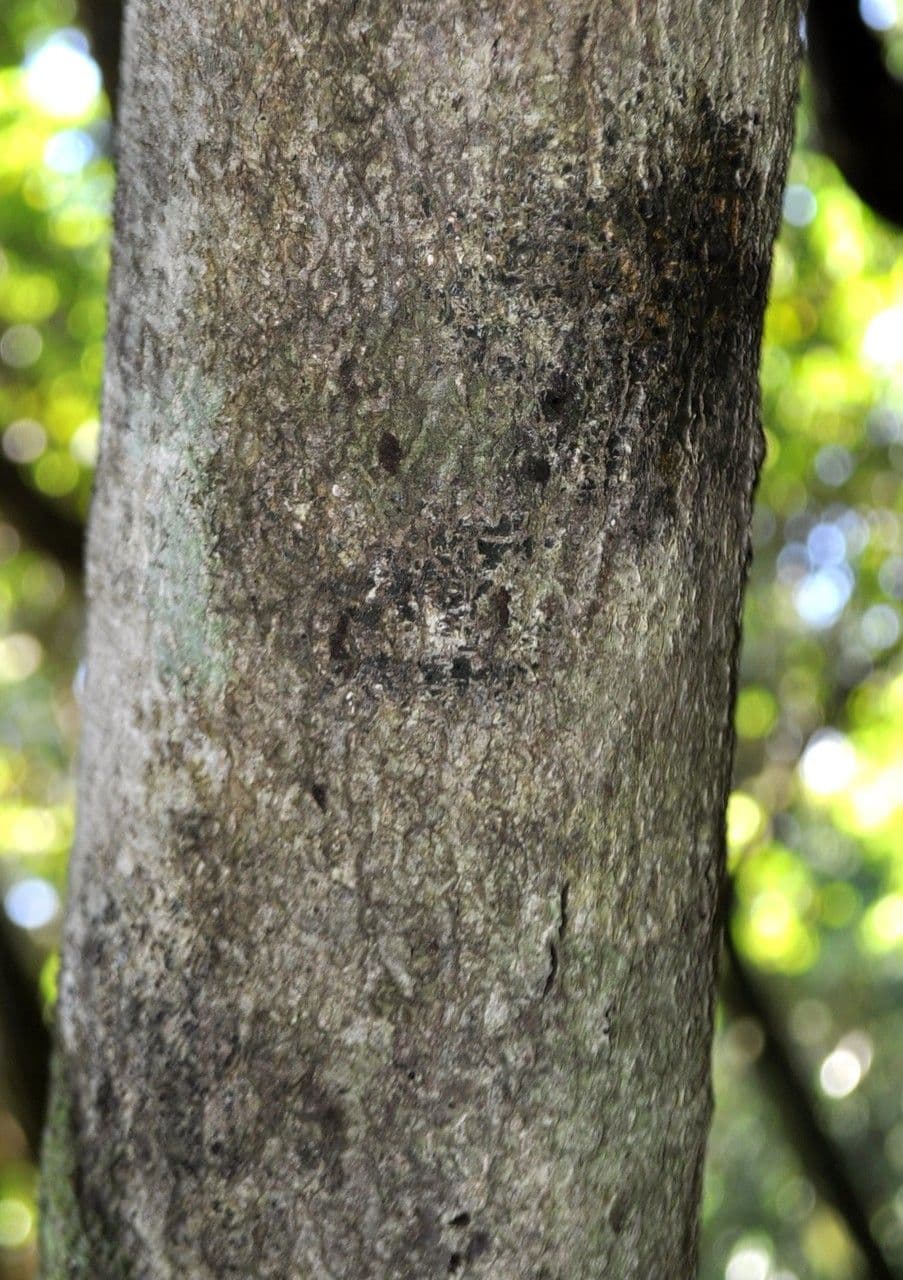 Doratoxylon apetalum 15