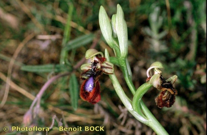 Ophrys speculum