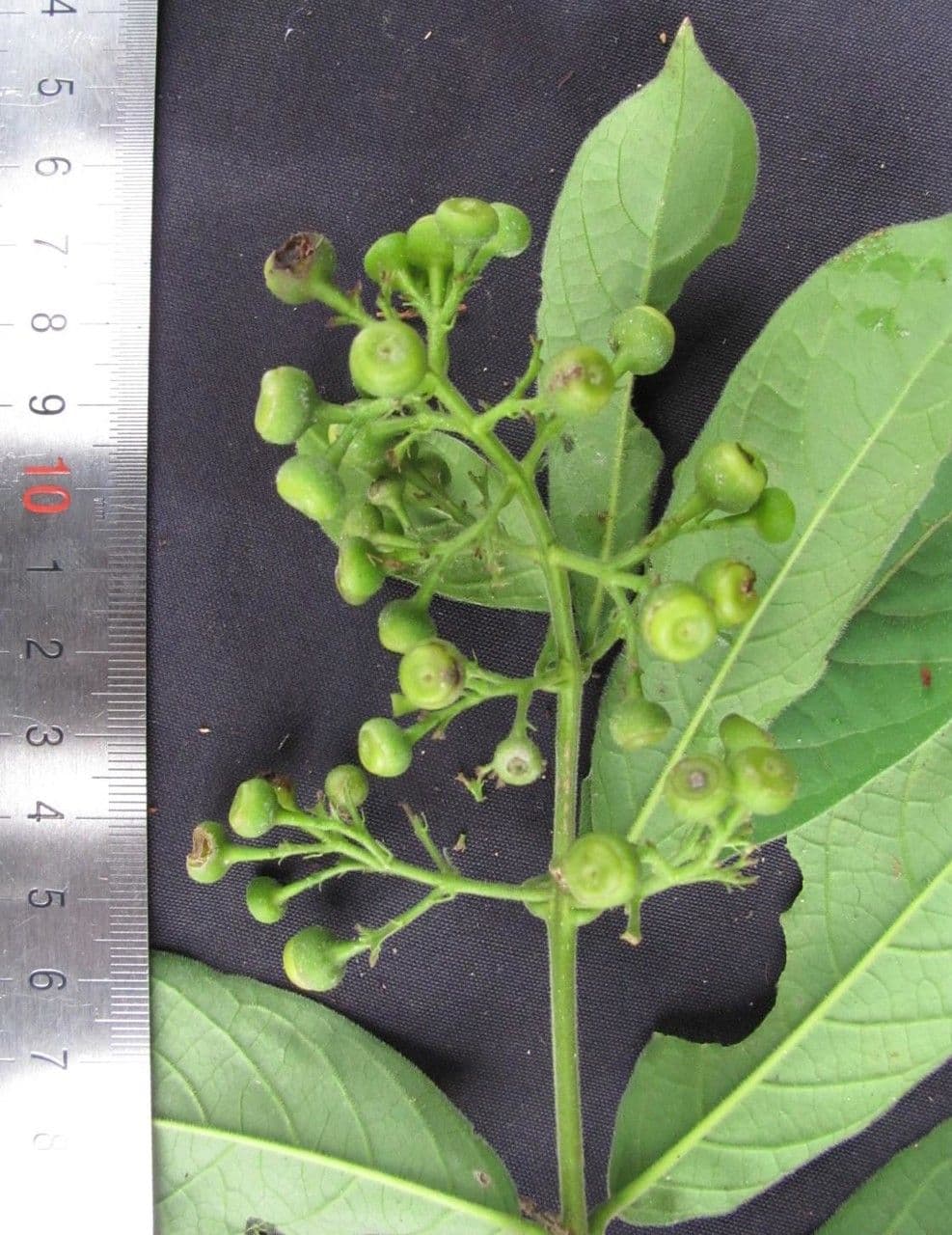 Aegiphila 15