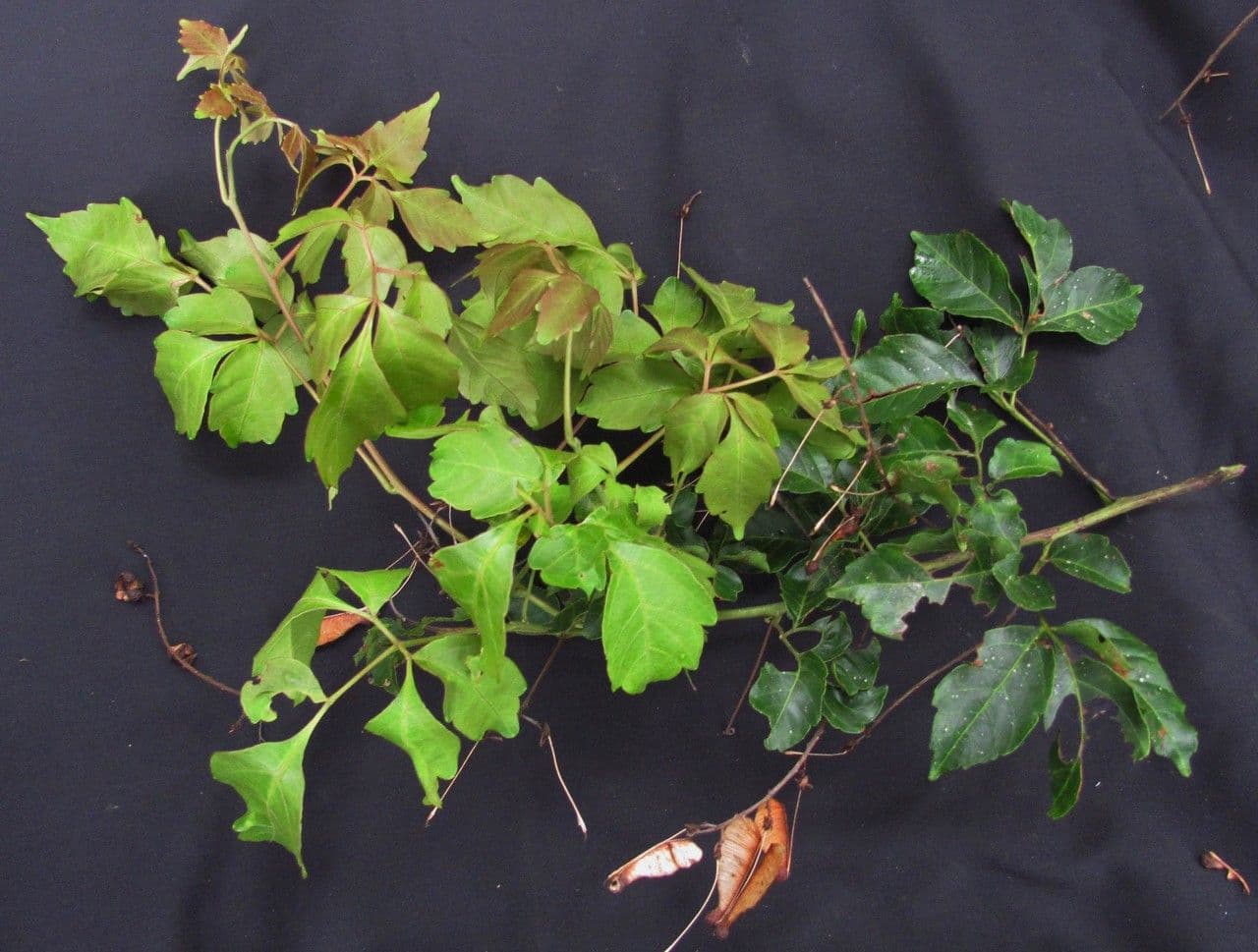 Traubige Serjania 4
