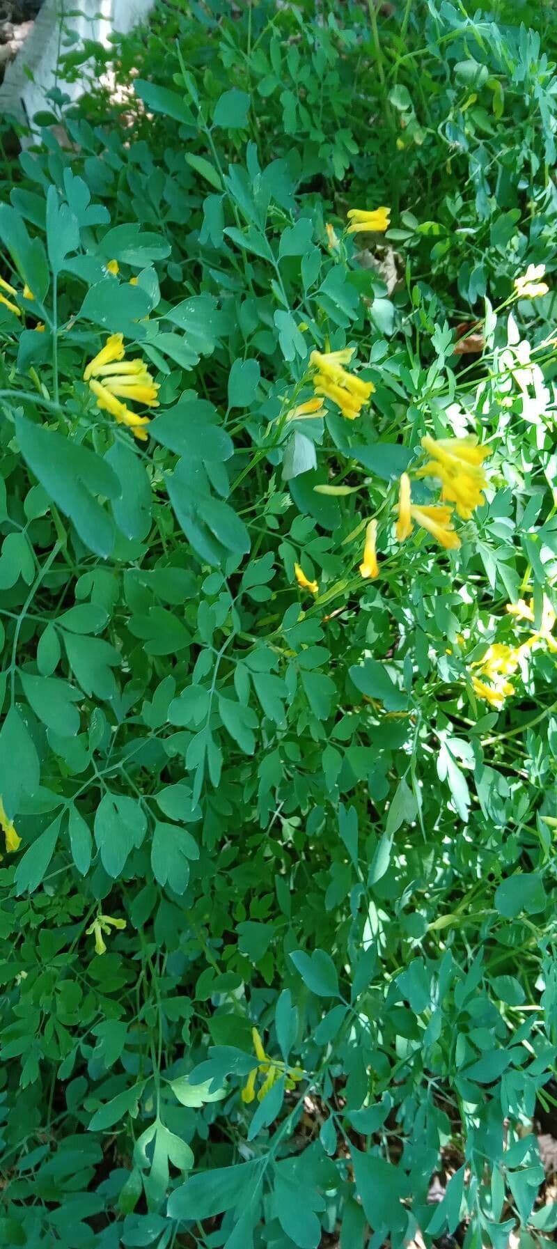 Colombina gialla 13
