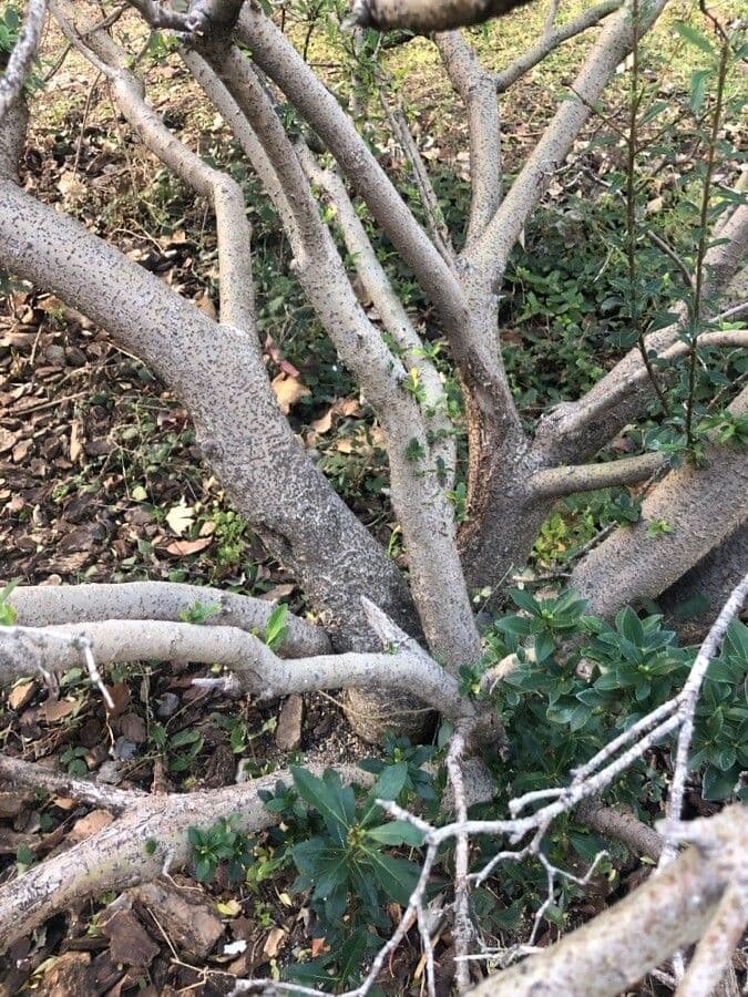 Pitosporum 25