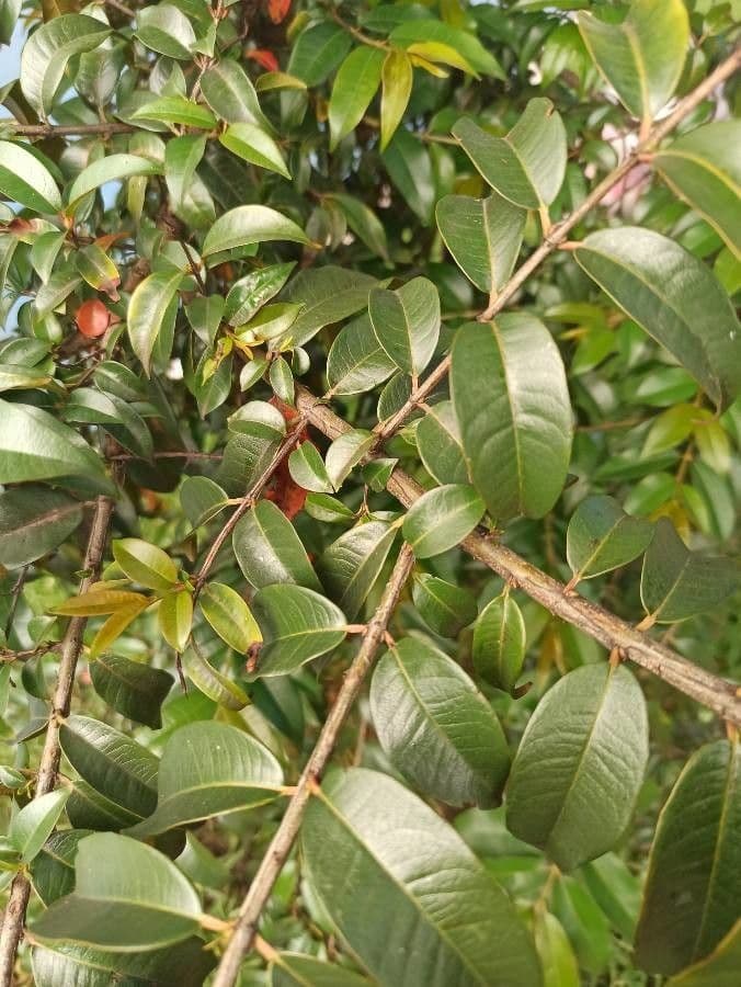 Lafoensia acuminata 4