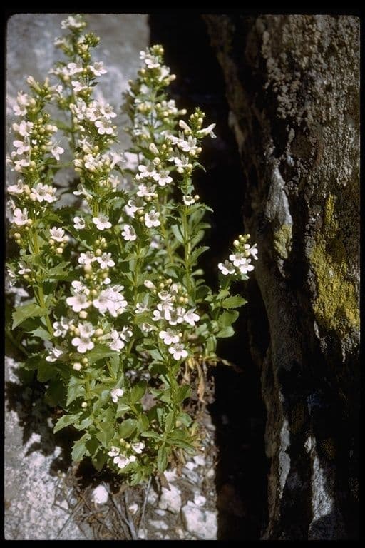 Penstemon deustus 6