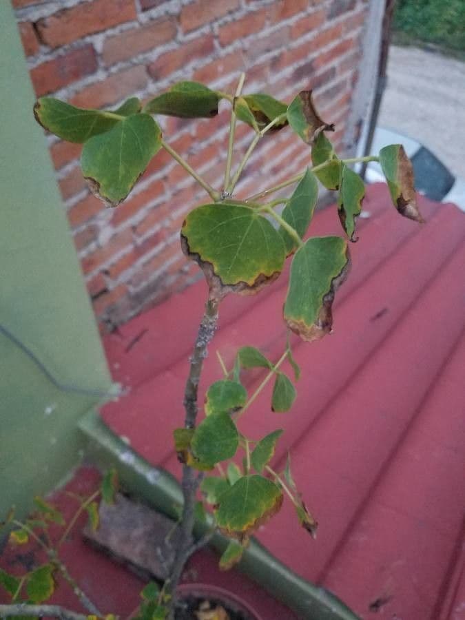 Erythrina americká 7