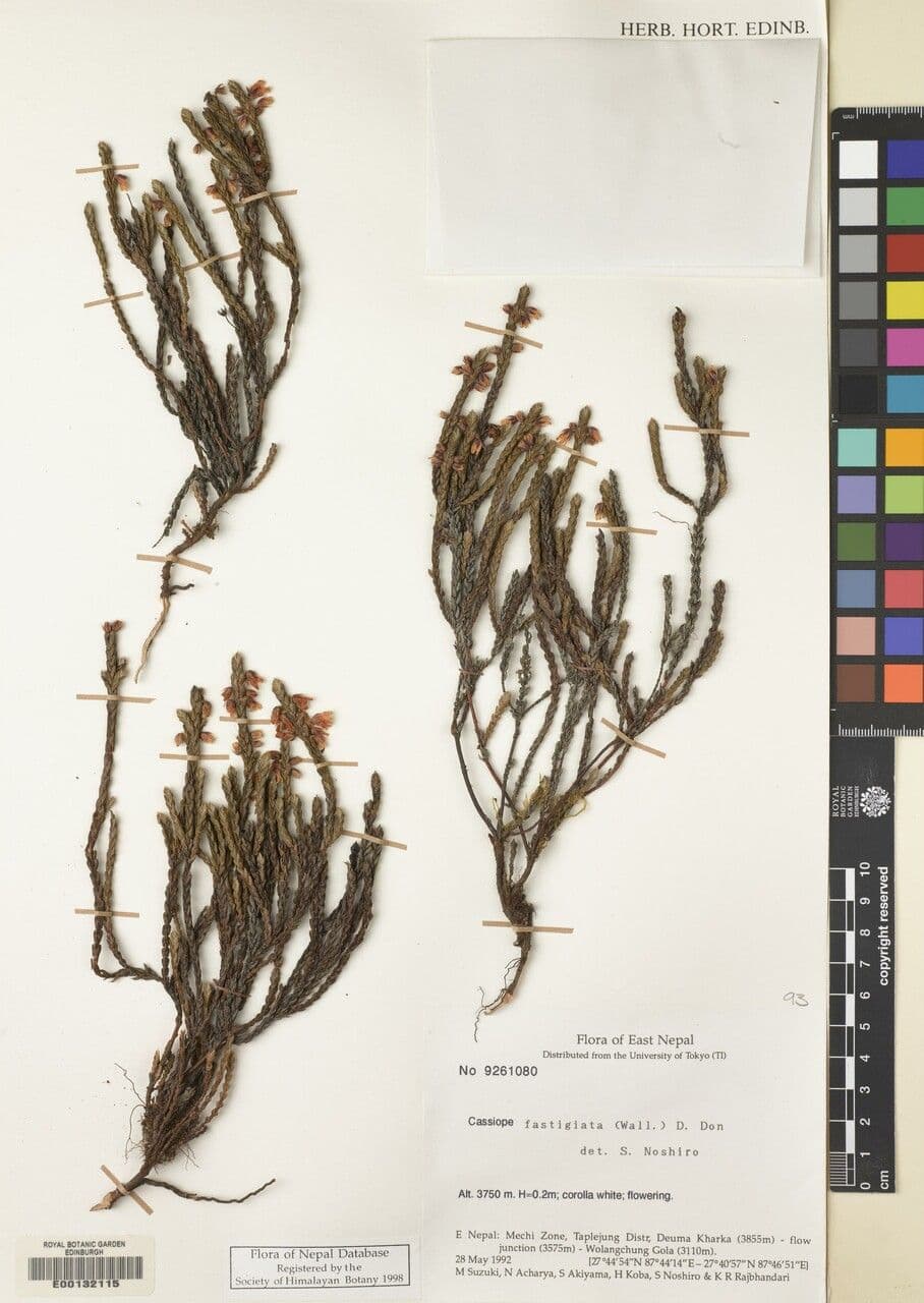Cassiope fastigiata 16