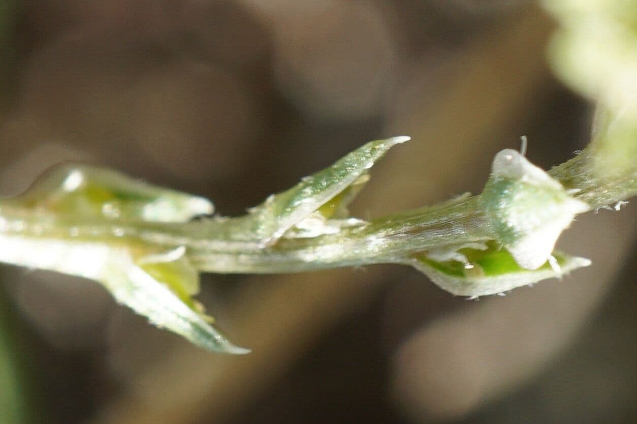 Corispermum 5