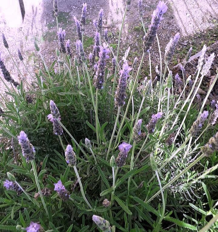 Lavanda dentata 13