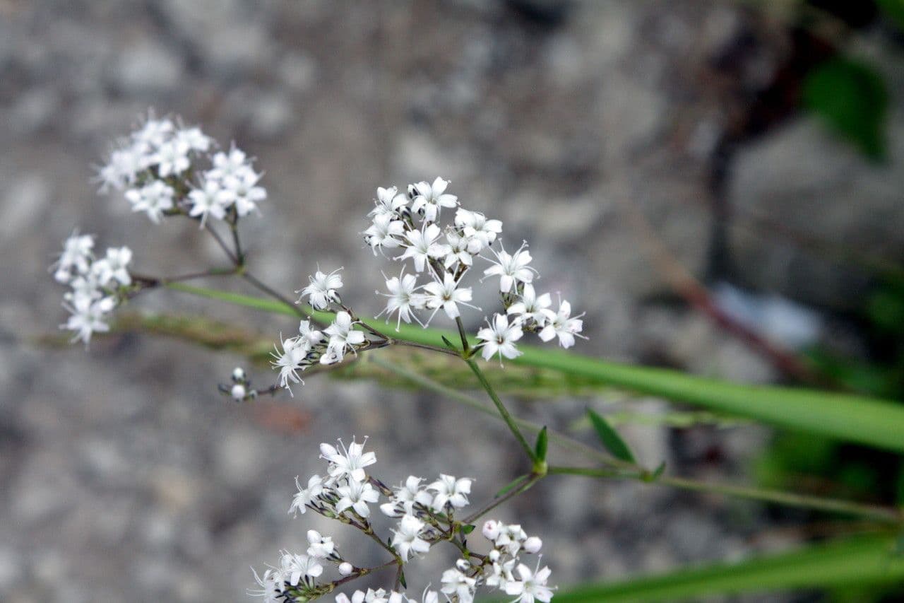 Gypsophila 5