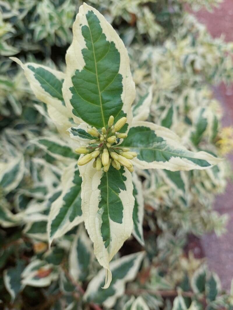 Busch-Honeysuckle 14