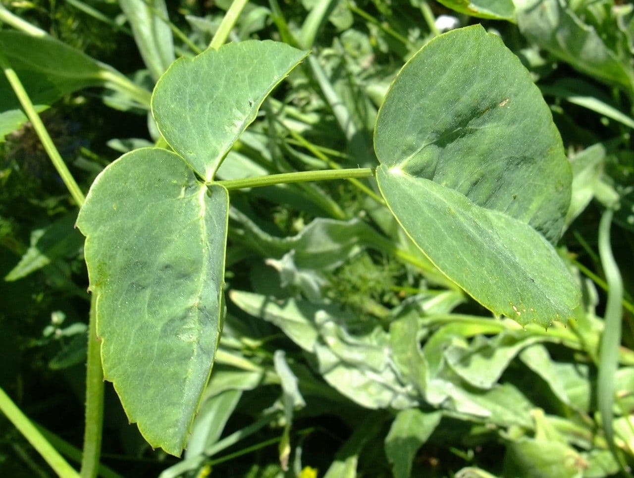 Broadleaf sermountain 13