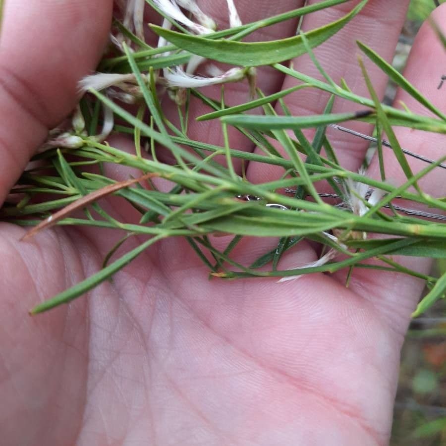 Baccharis neglecta 16