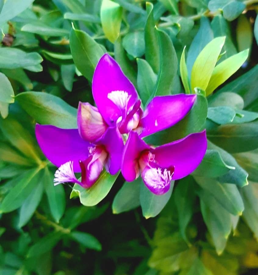 Myrtenblättrige Kreuzblume 5