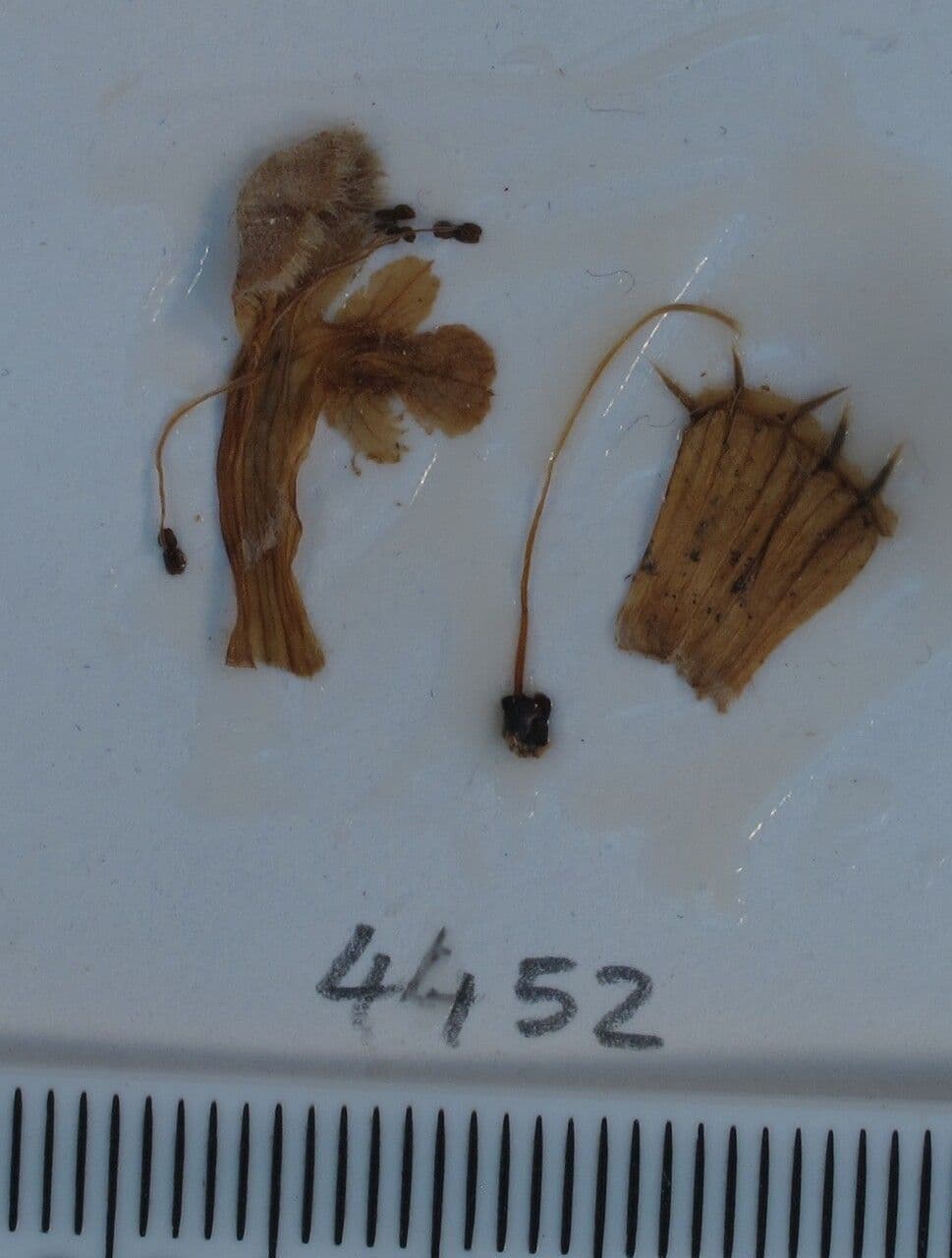 Phlomoides 7