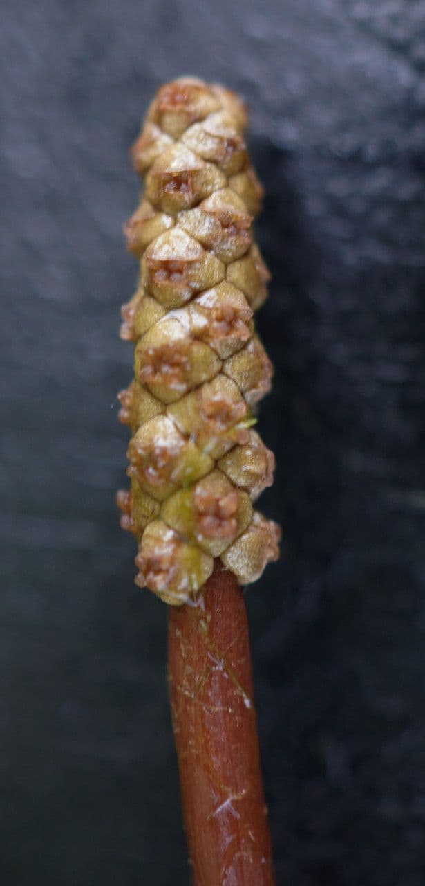 Potamogeto natante 3