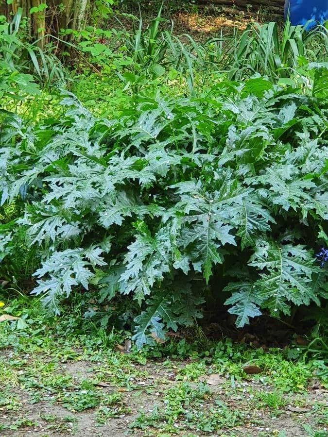 Acantho spinoso 23