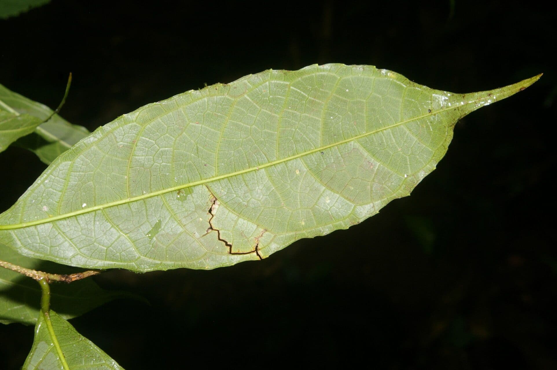 Sorocea 9