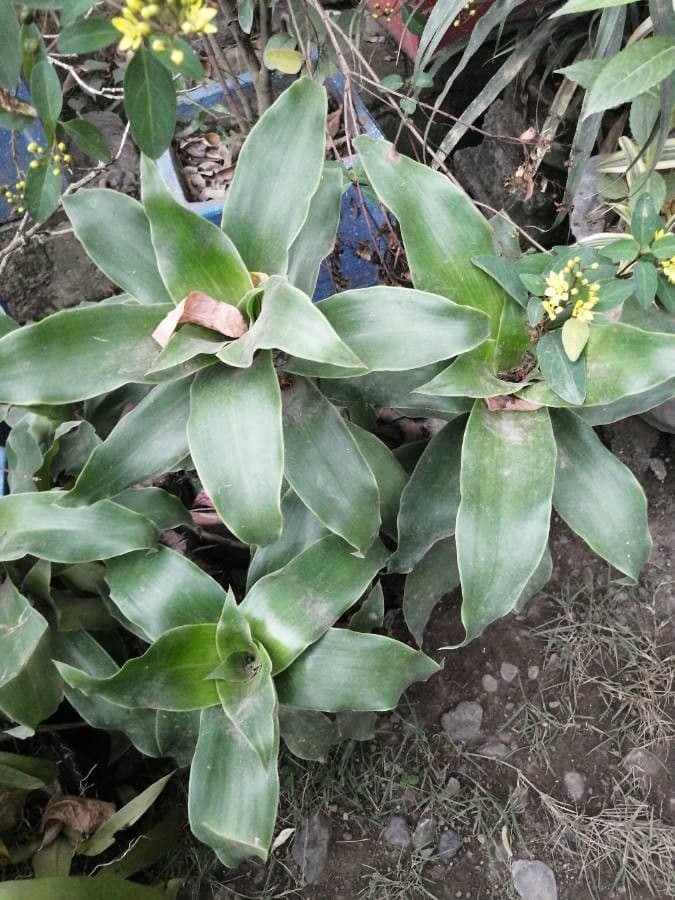 Callisia 2