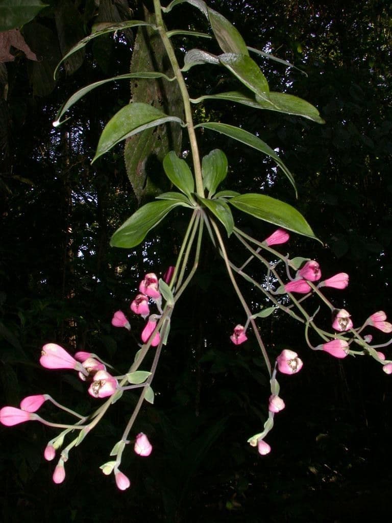 Bomarea 18