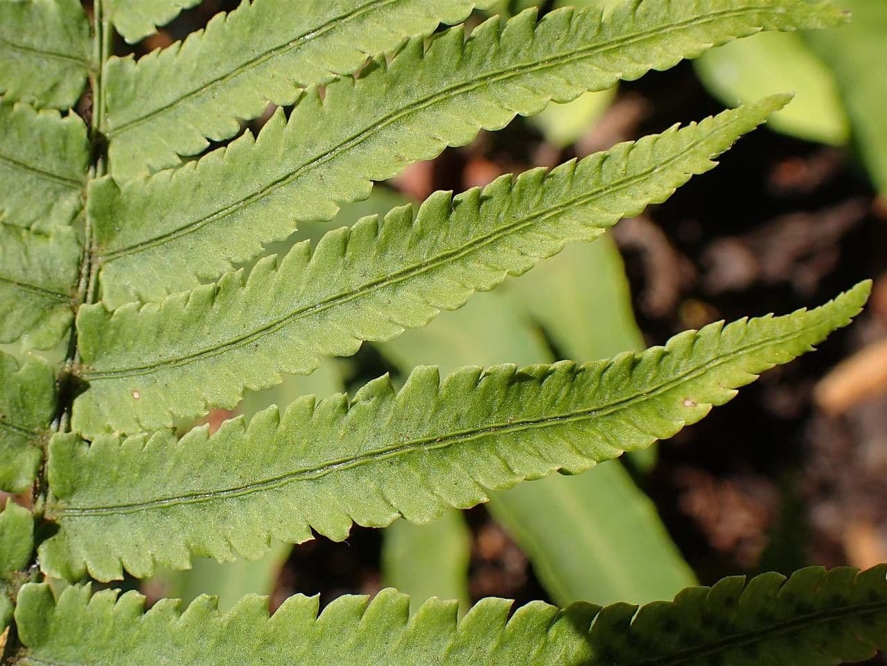 Dryopteris 7