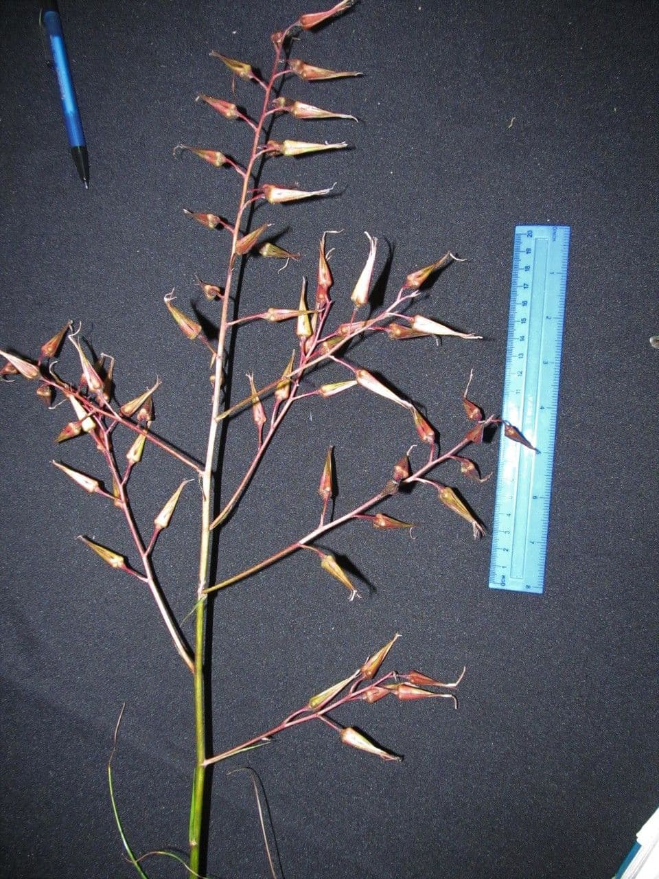 Pitcairnia 3