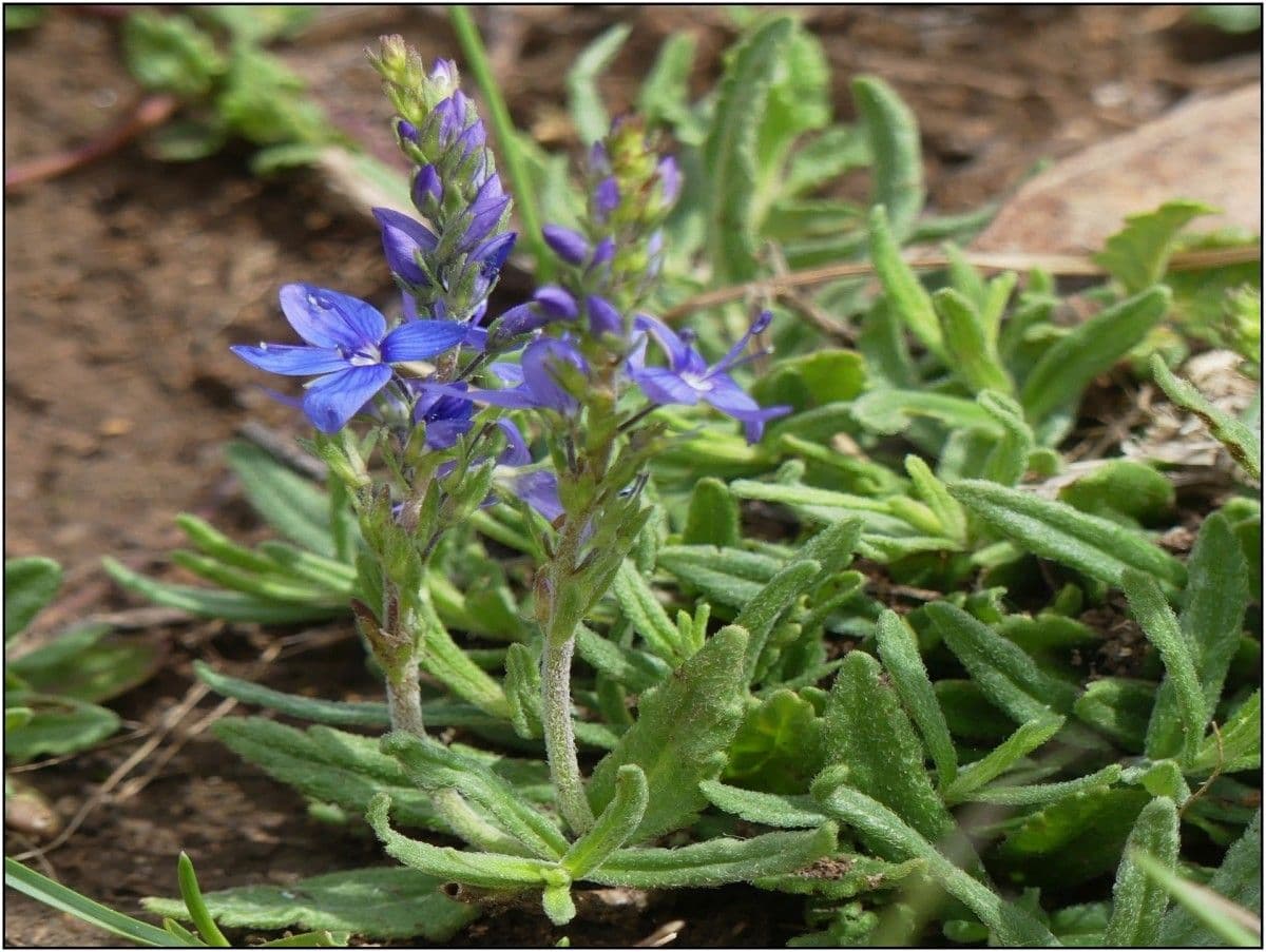 Veronica orsiniana 9