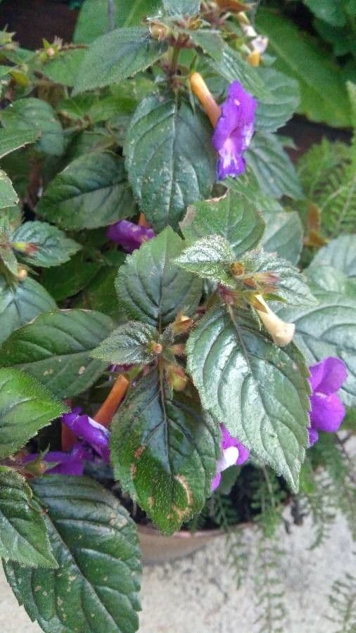 Schöne Achimenes 8