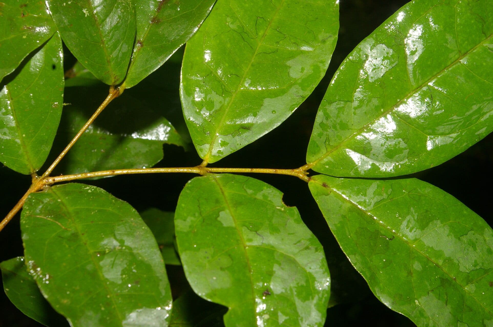 Eugenia 9