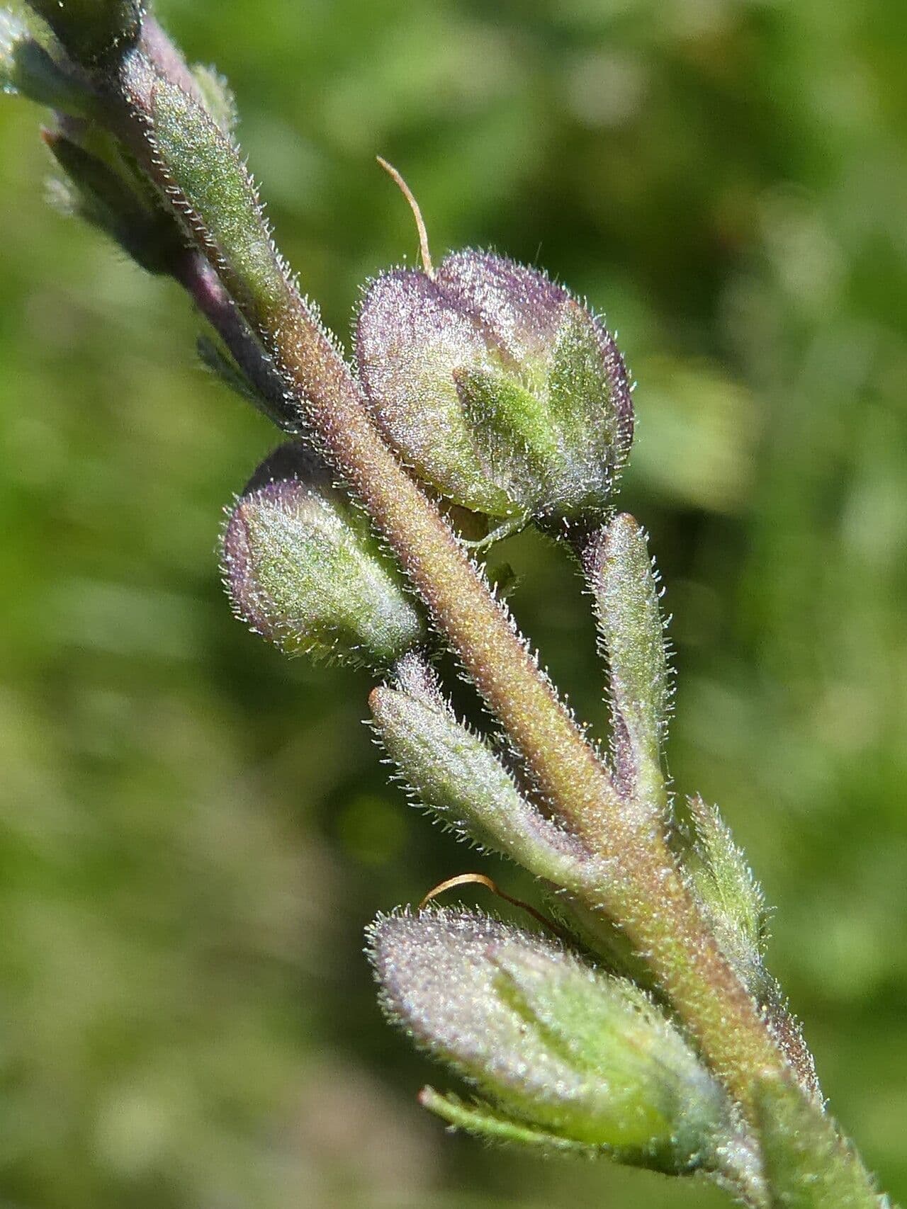 Veronica ponae 2