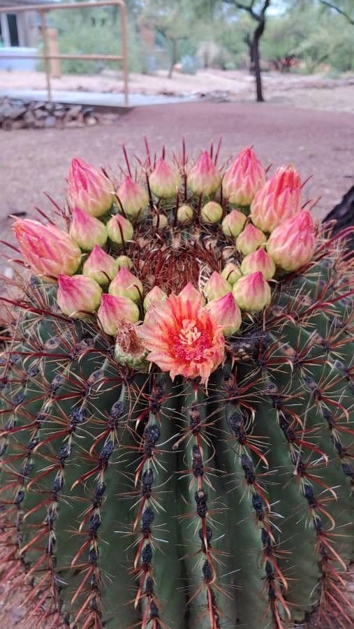 Ferocactus wislizeni 3