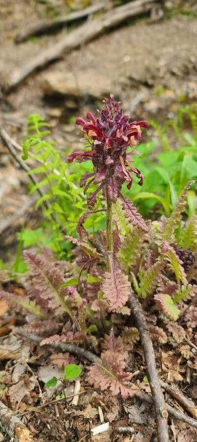 Pedicularis canadensis 16
