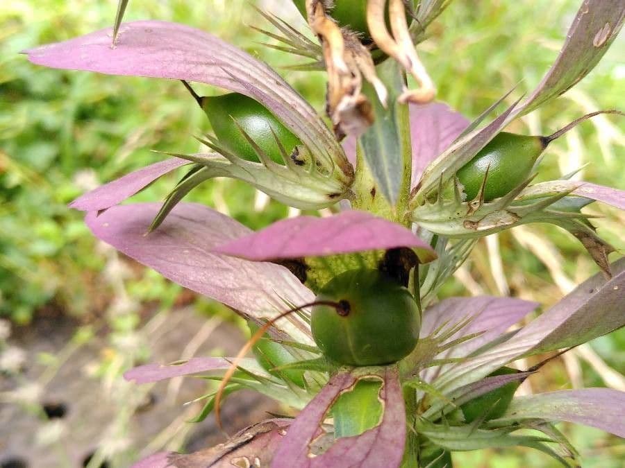 Acantho spinoso 2