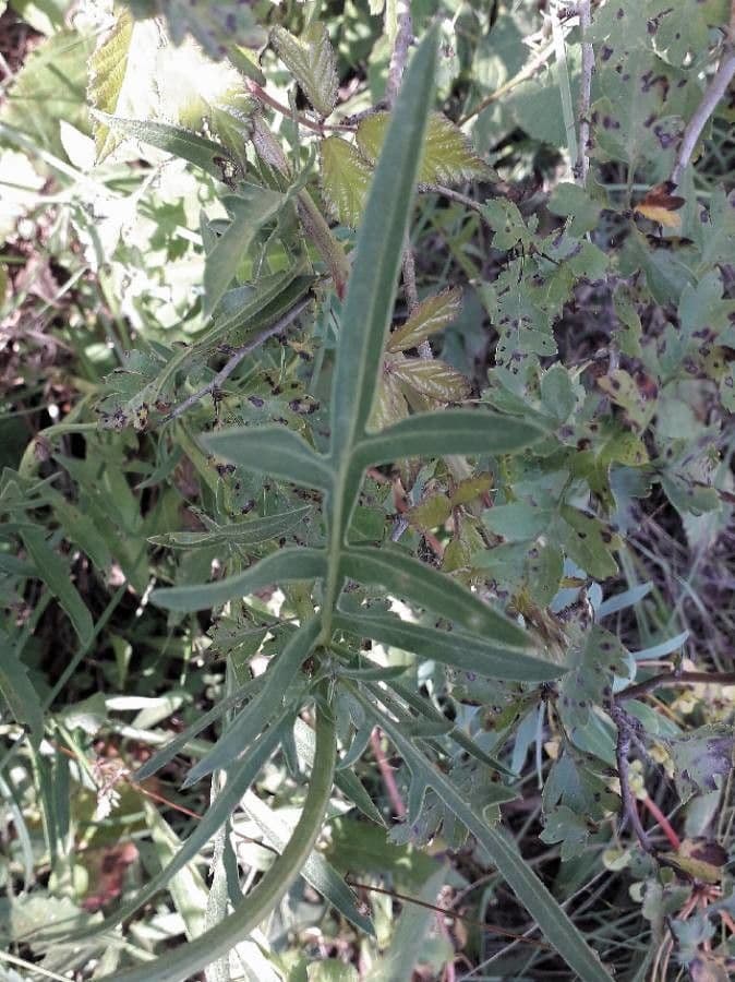 Centaurea vedovina 19