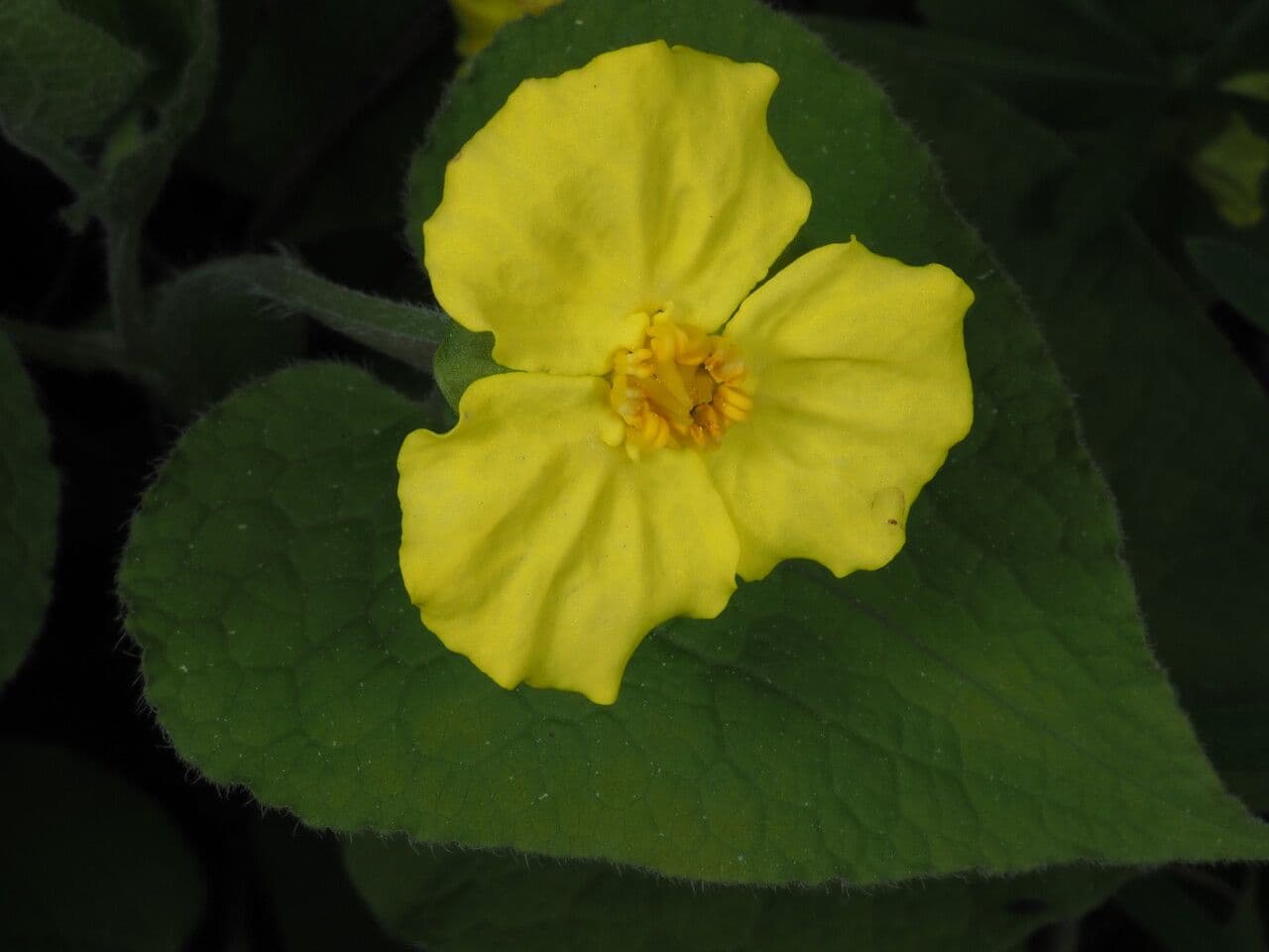 Saruma 11