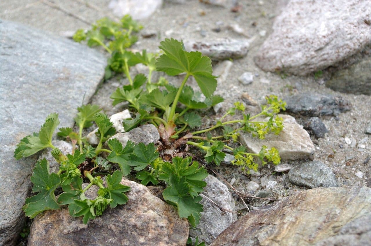 Alchemilla fissa 11