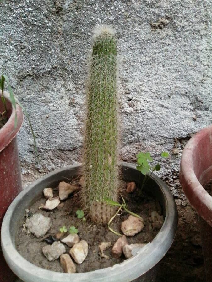 Cactus di Baumann 6