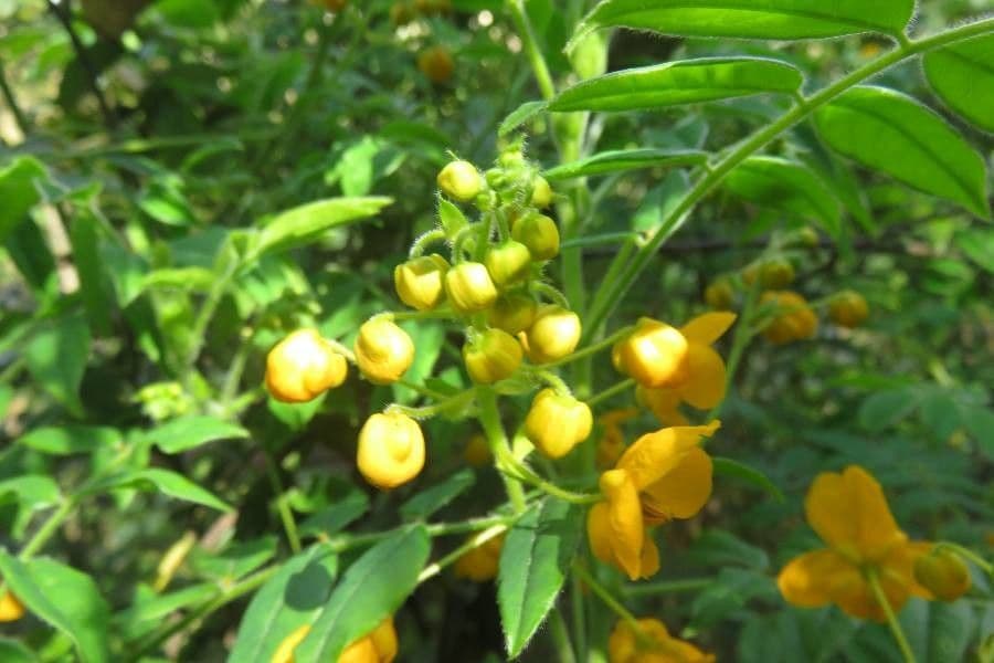 Senna 4