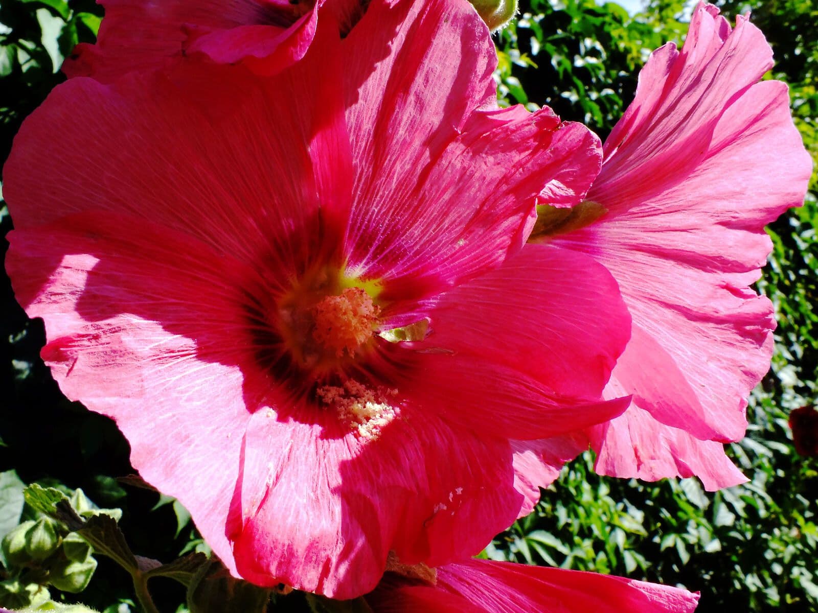 Malva 5